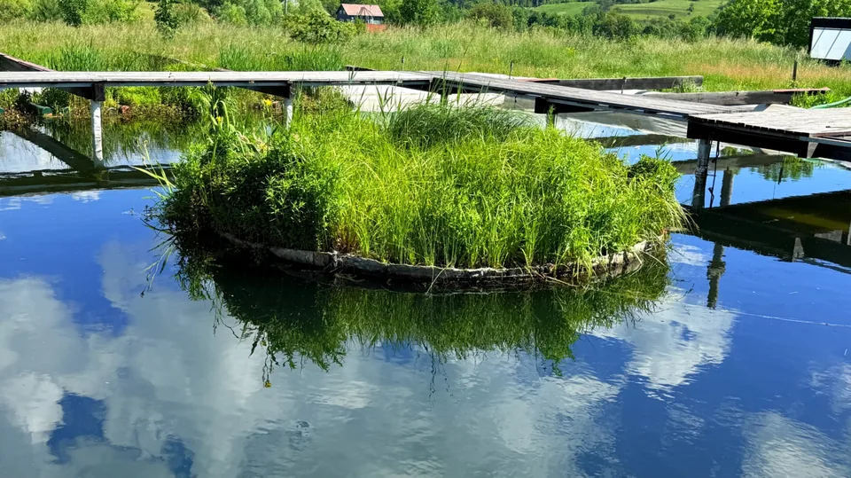 Insulă plutitoare ovală cu iarbă înaltă, reflectată în apa unui iaz, lângă un ponton de lemn