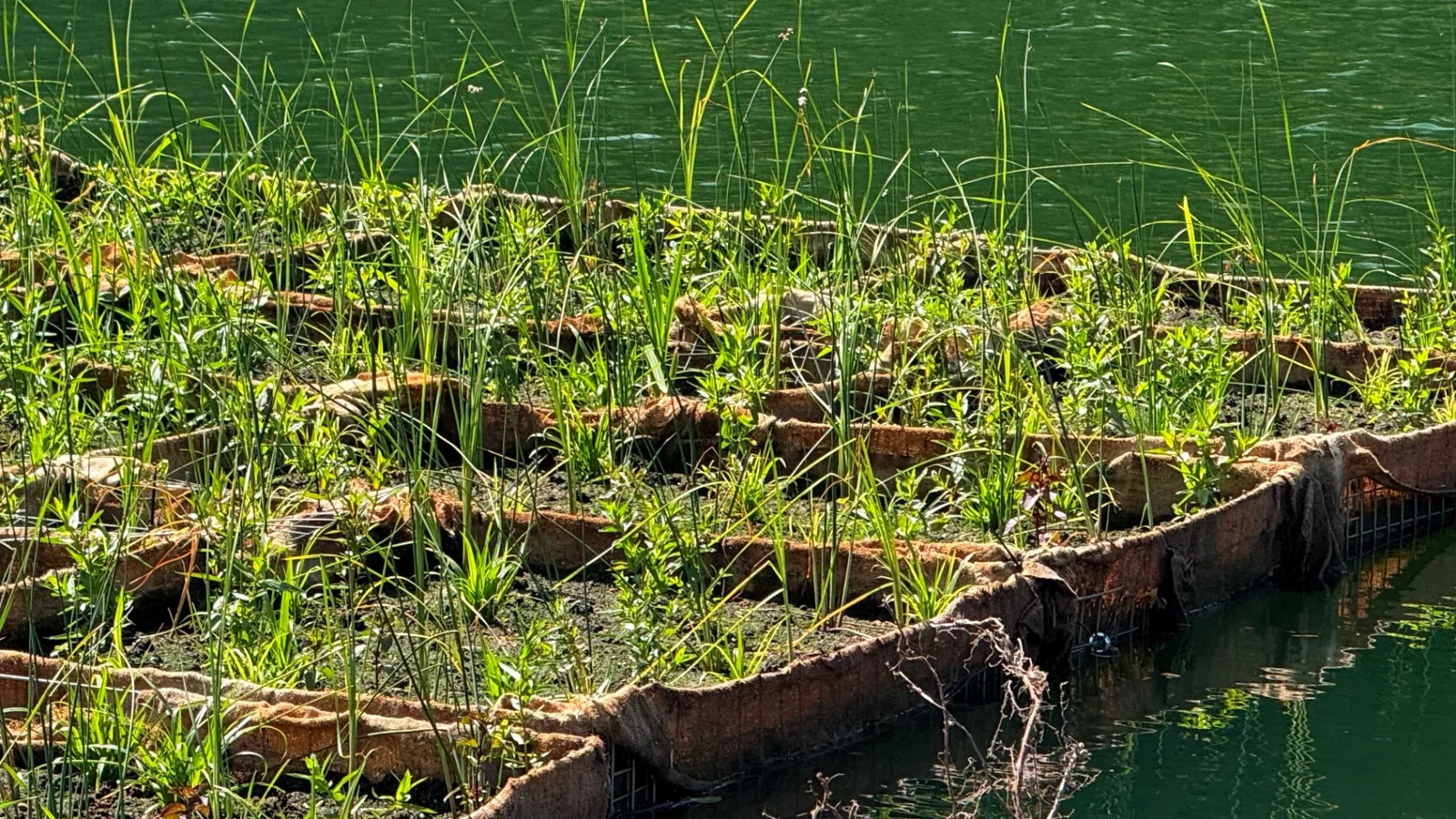 Insulă plutitoare cu vegetație tânără pe structură modulară, plutind pe lac