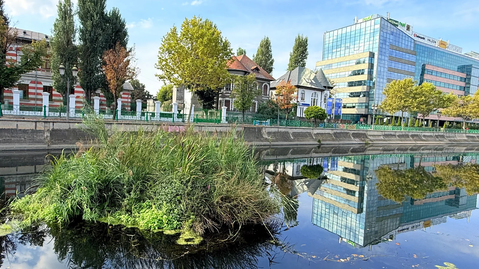 Insulă vegetală plutitoare cu vegetație acvatică matură, integrată într-un canal urban din București