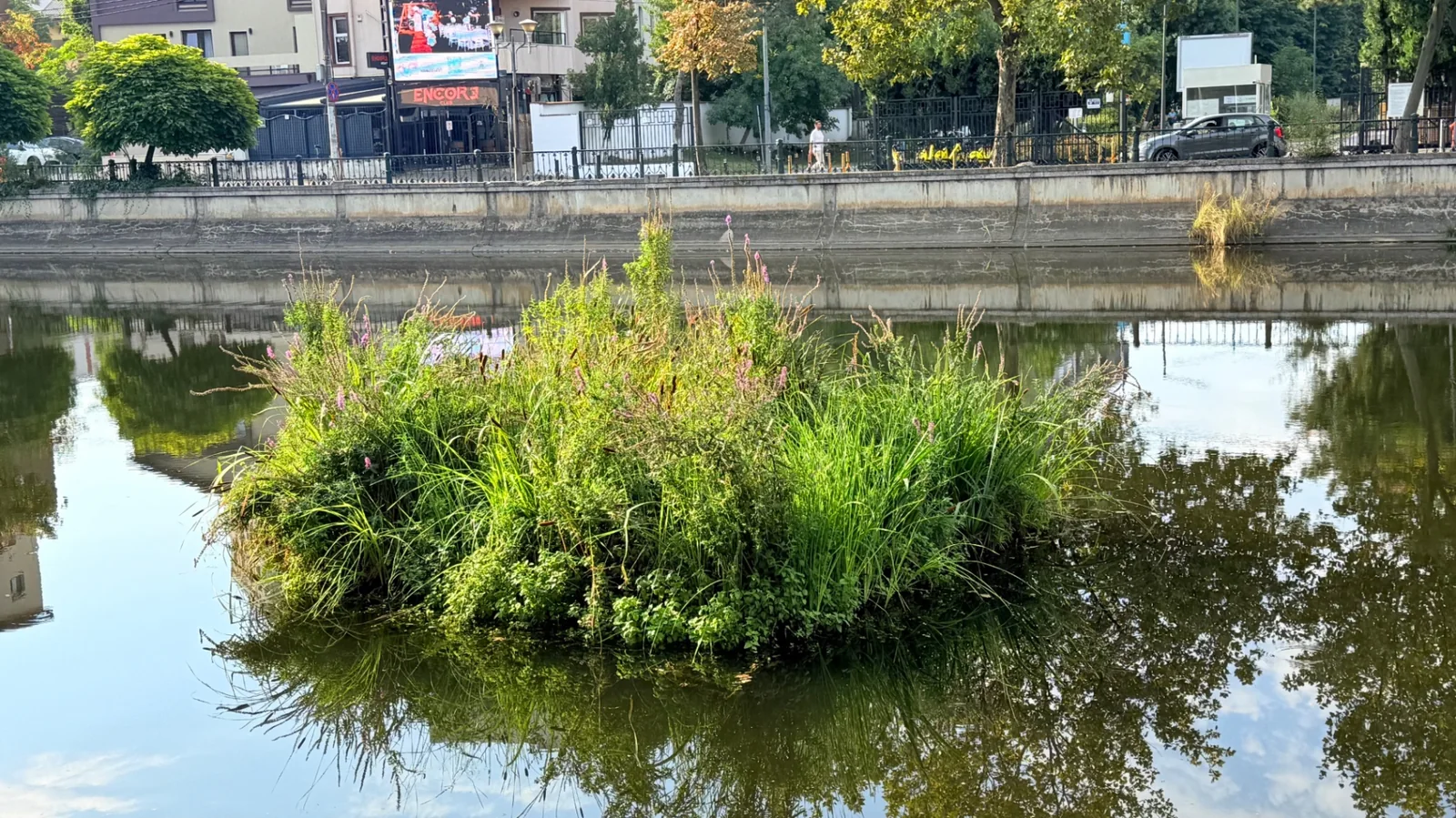 Insulă vegetală plutitoare cu plante acvatice dense într-un canal cu apă liniștită